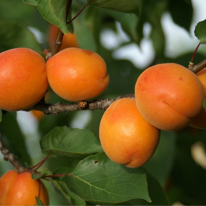 Abrikosas (Prunus armeniaca) 'HARLAYNE'